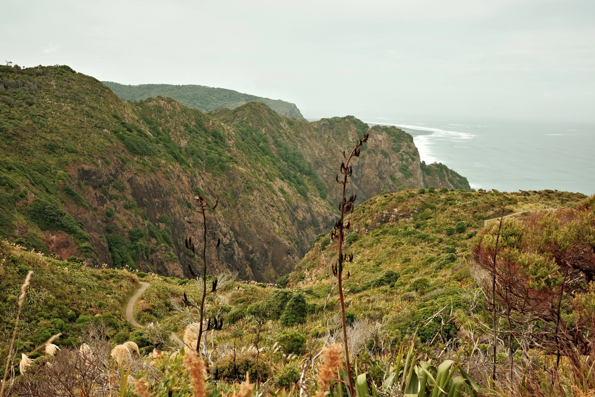 Photo of mountains and ocean in Piha, New Zealand