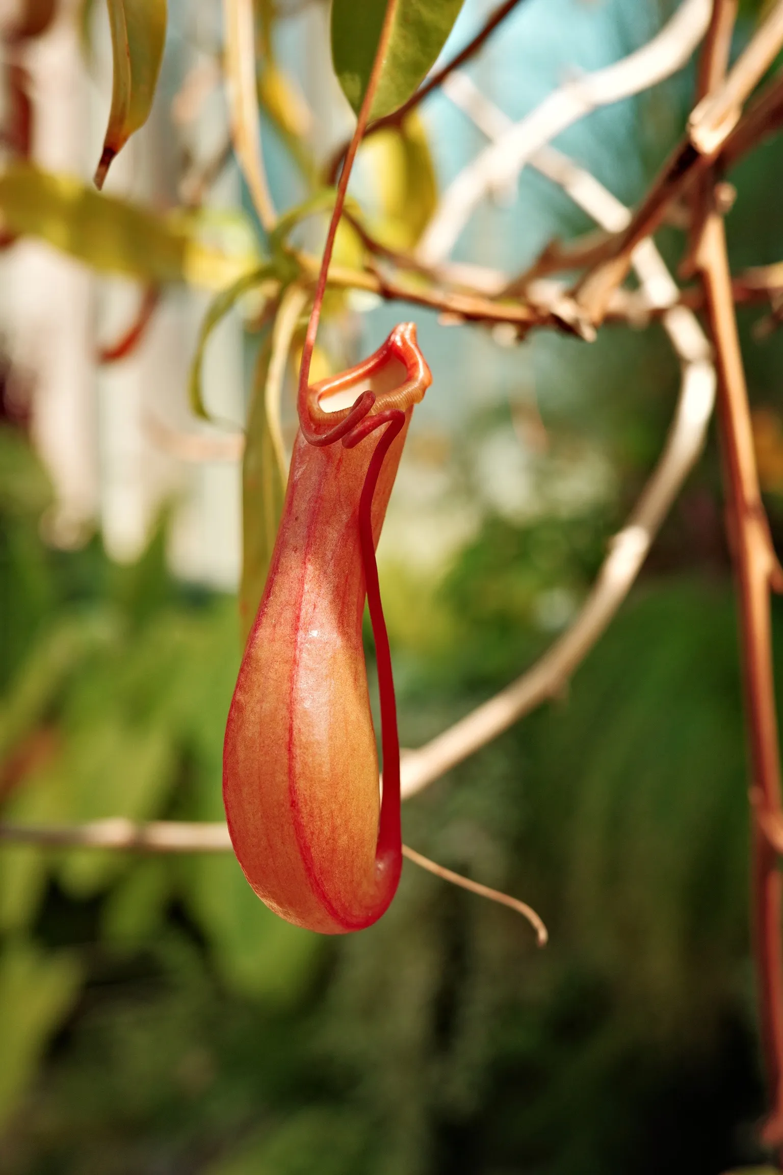 Photo of a plant in Domain Wintergardens, Auckland