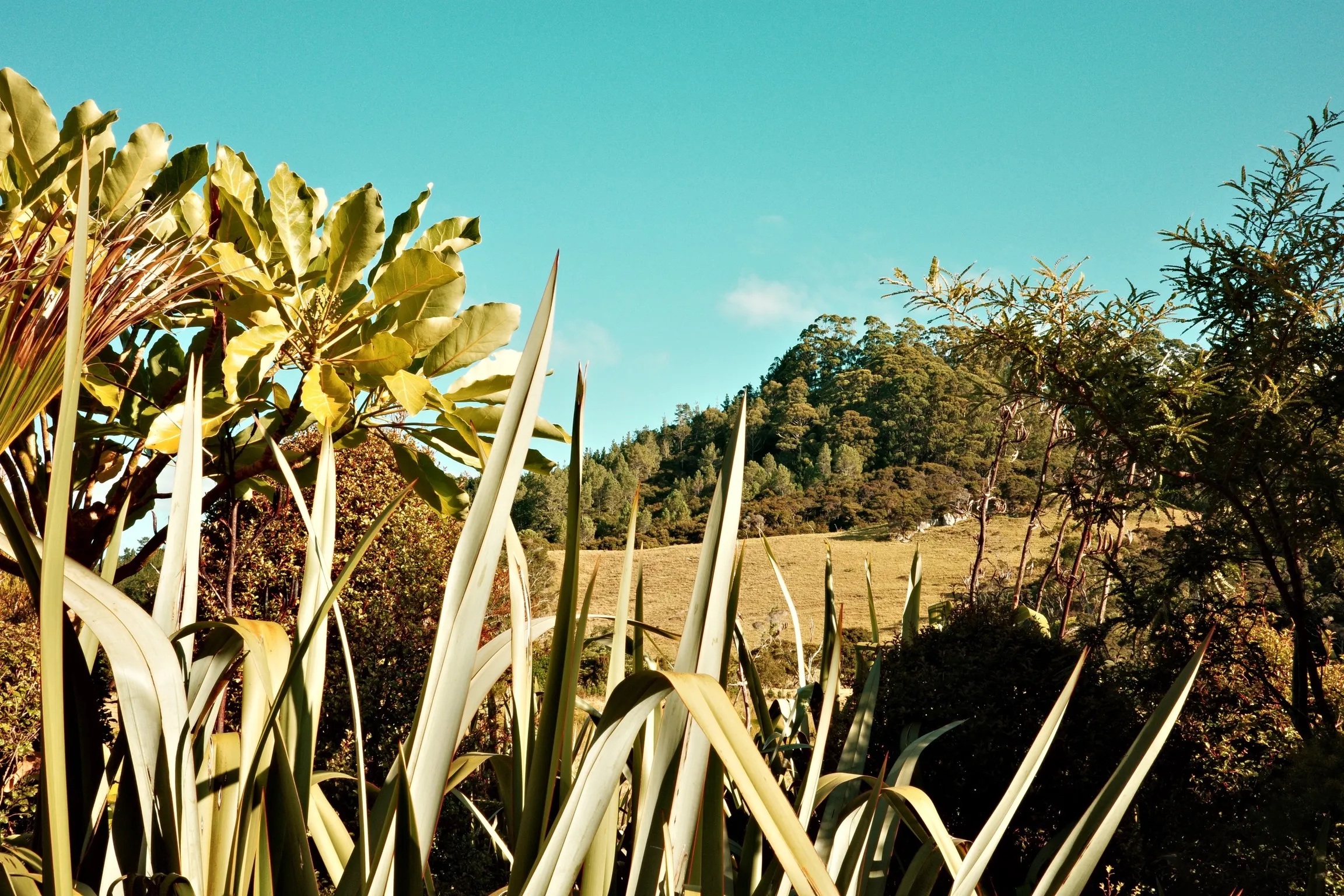 Photo of farm from a Bach at Flaxmill Bay