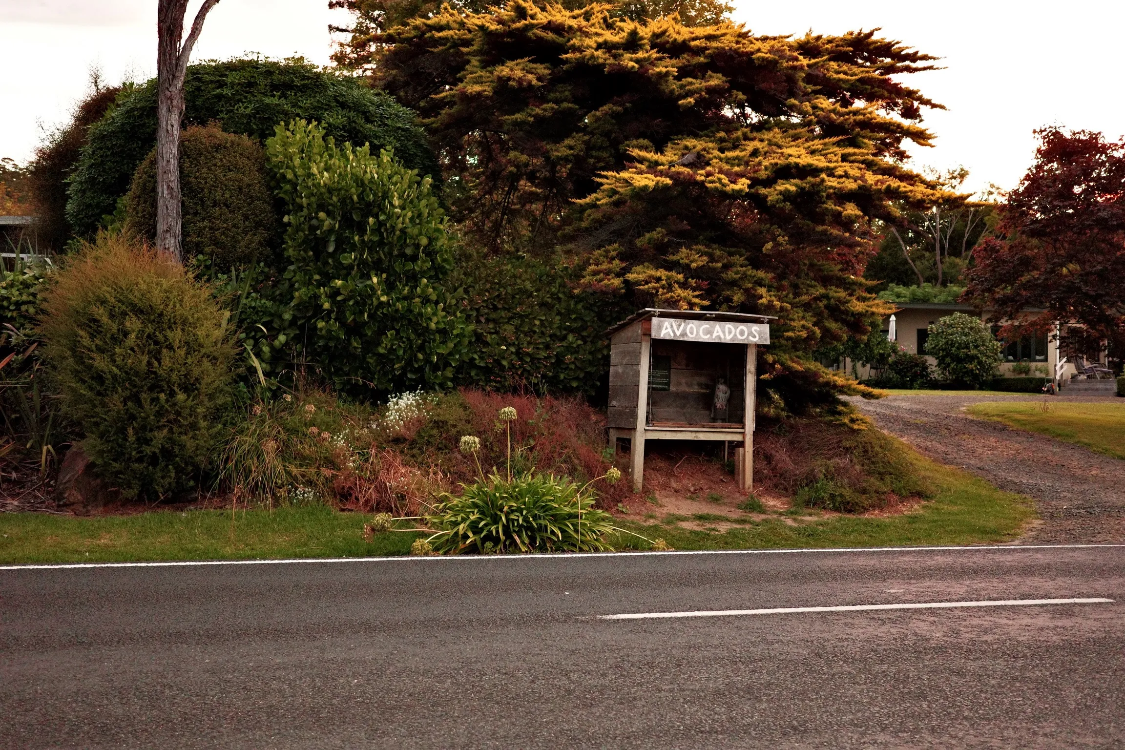 Photo of an Avocado stand
