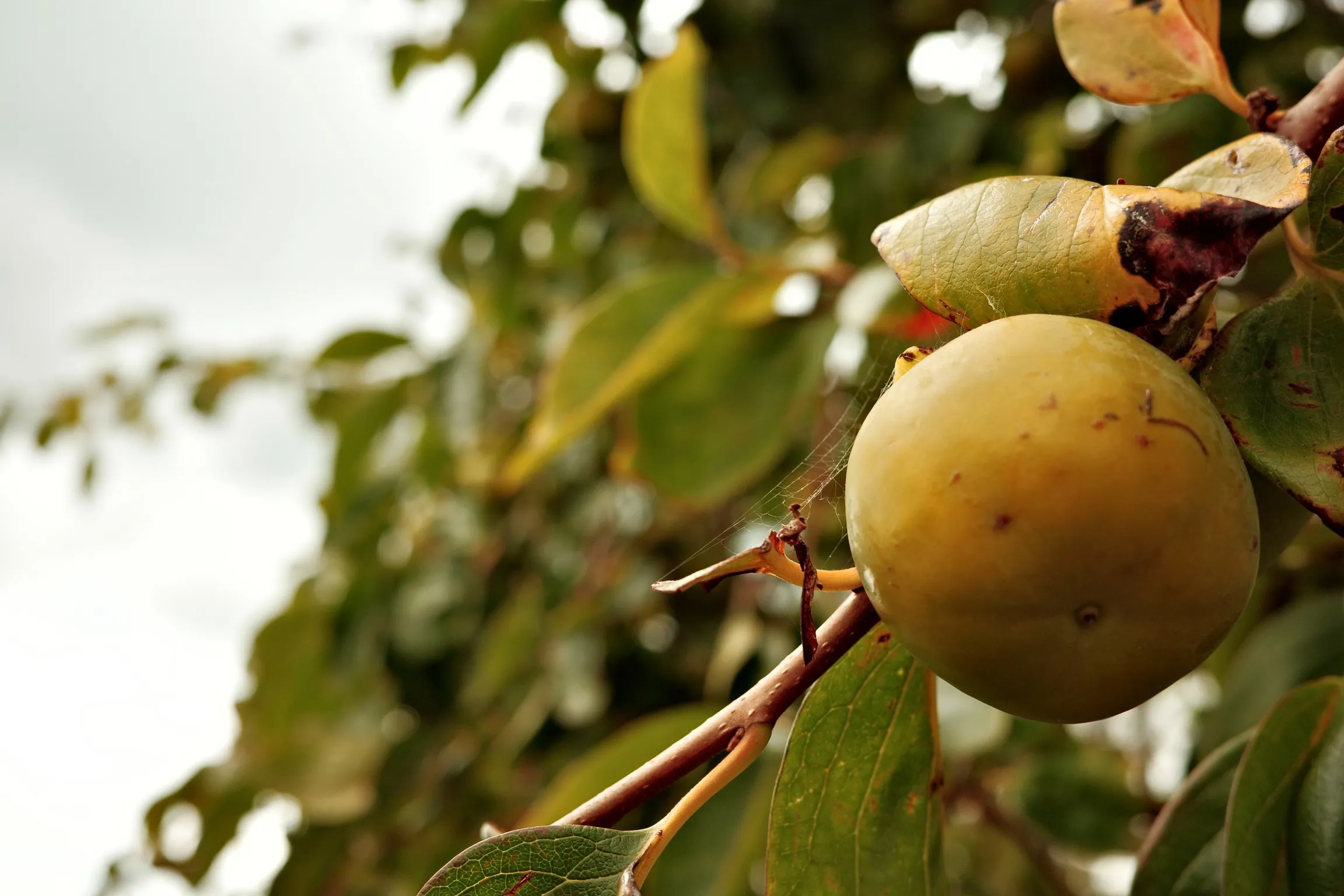 Photo of fruit on tree