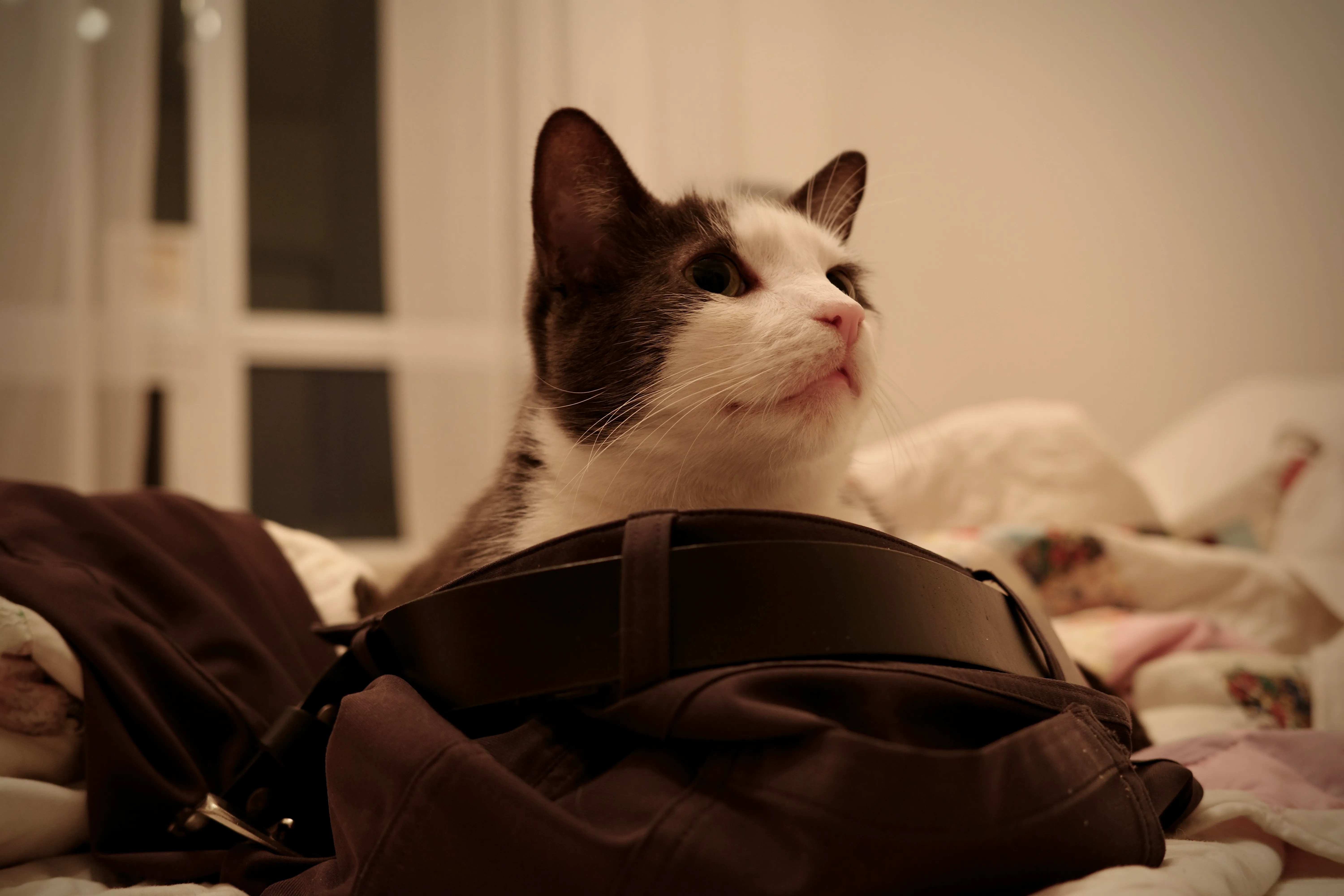 Photo of a cat laying in a pair of pants on a bed