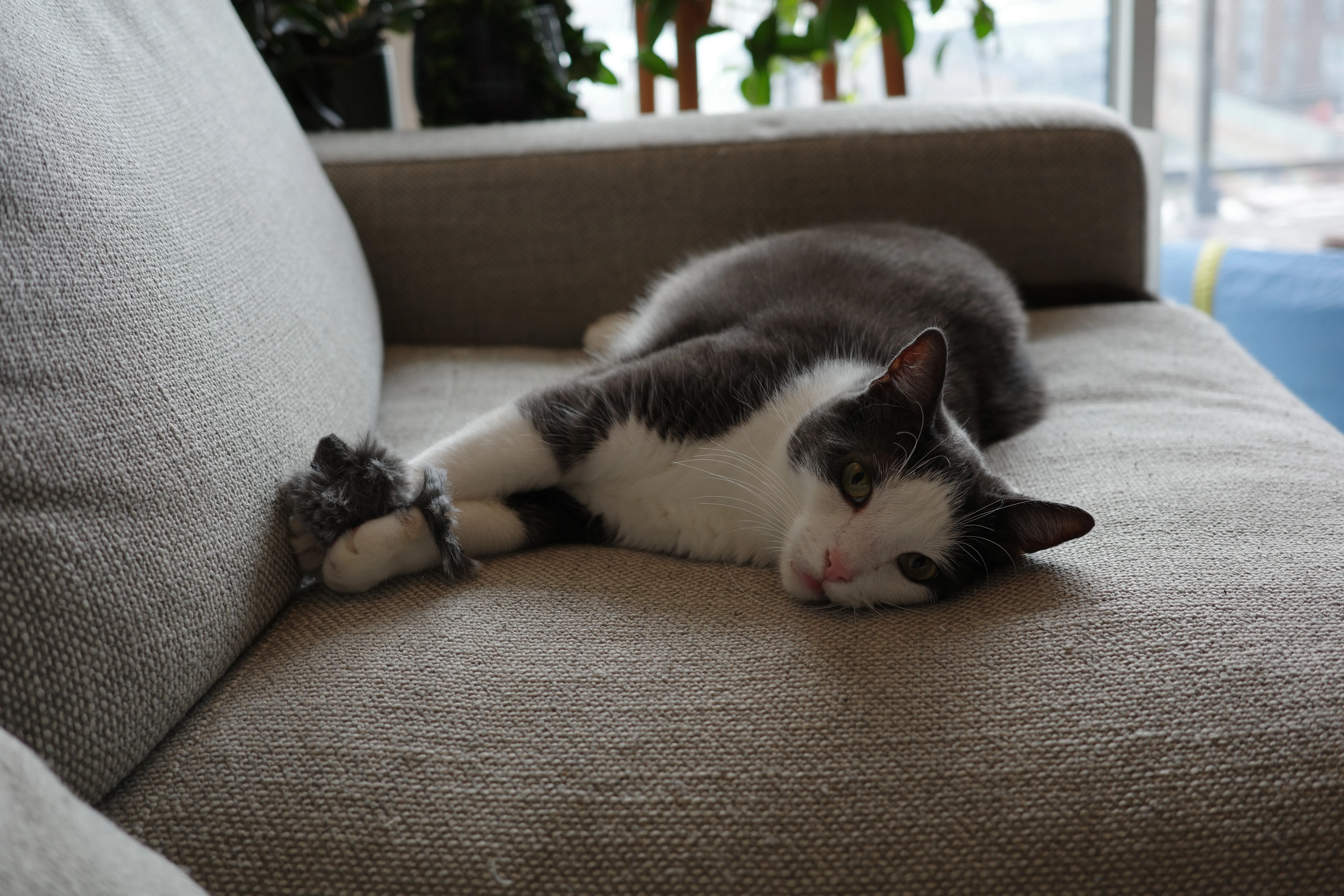 Photo of a cat lying down on a couch with a toy mouse in his hands