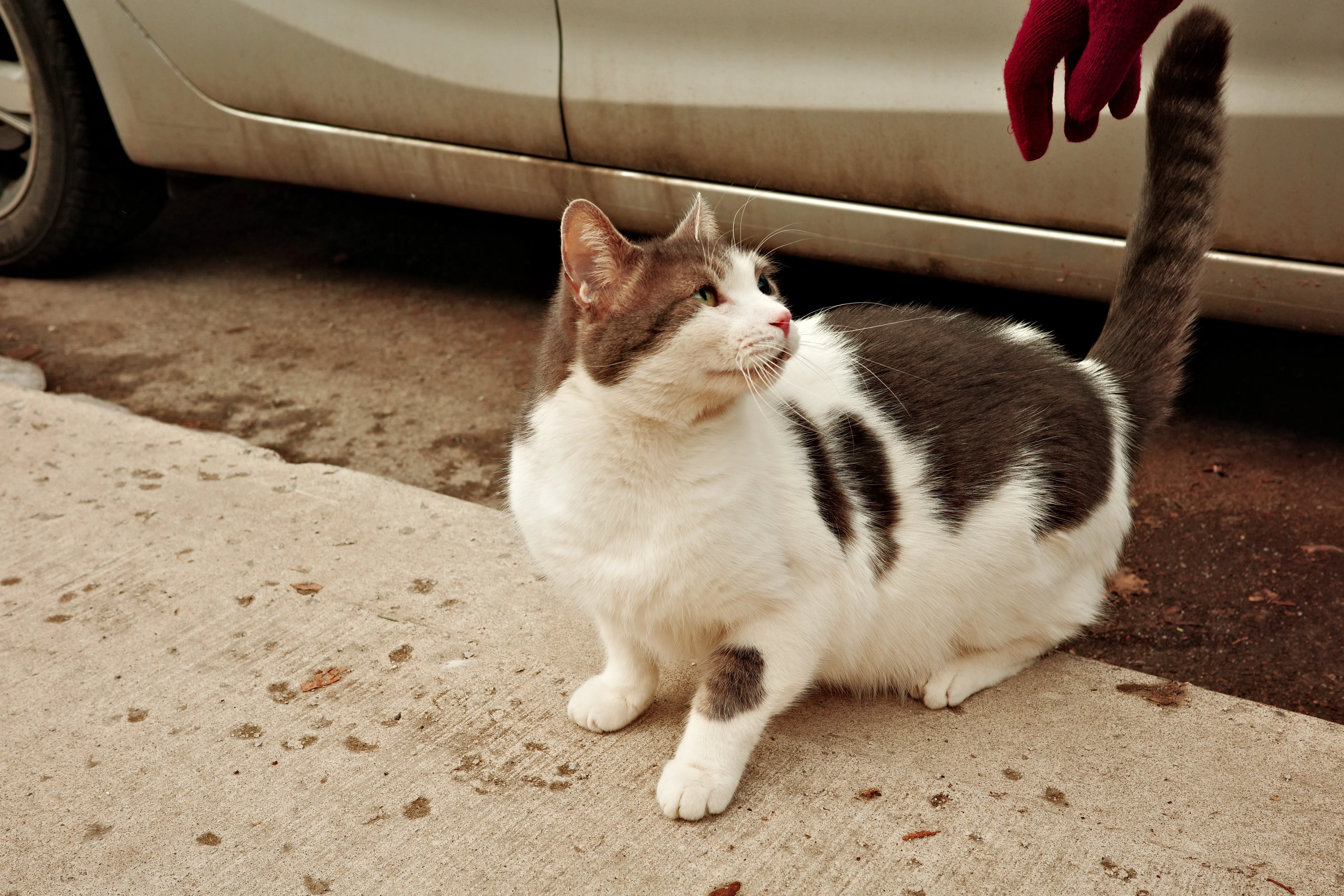 Photo of a white and black cat