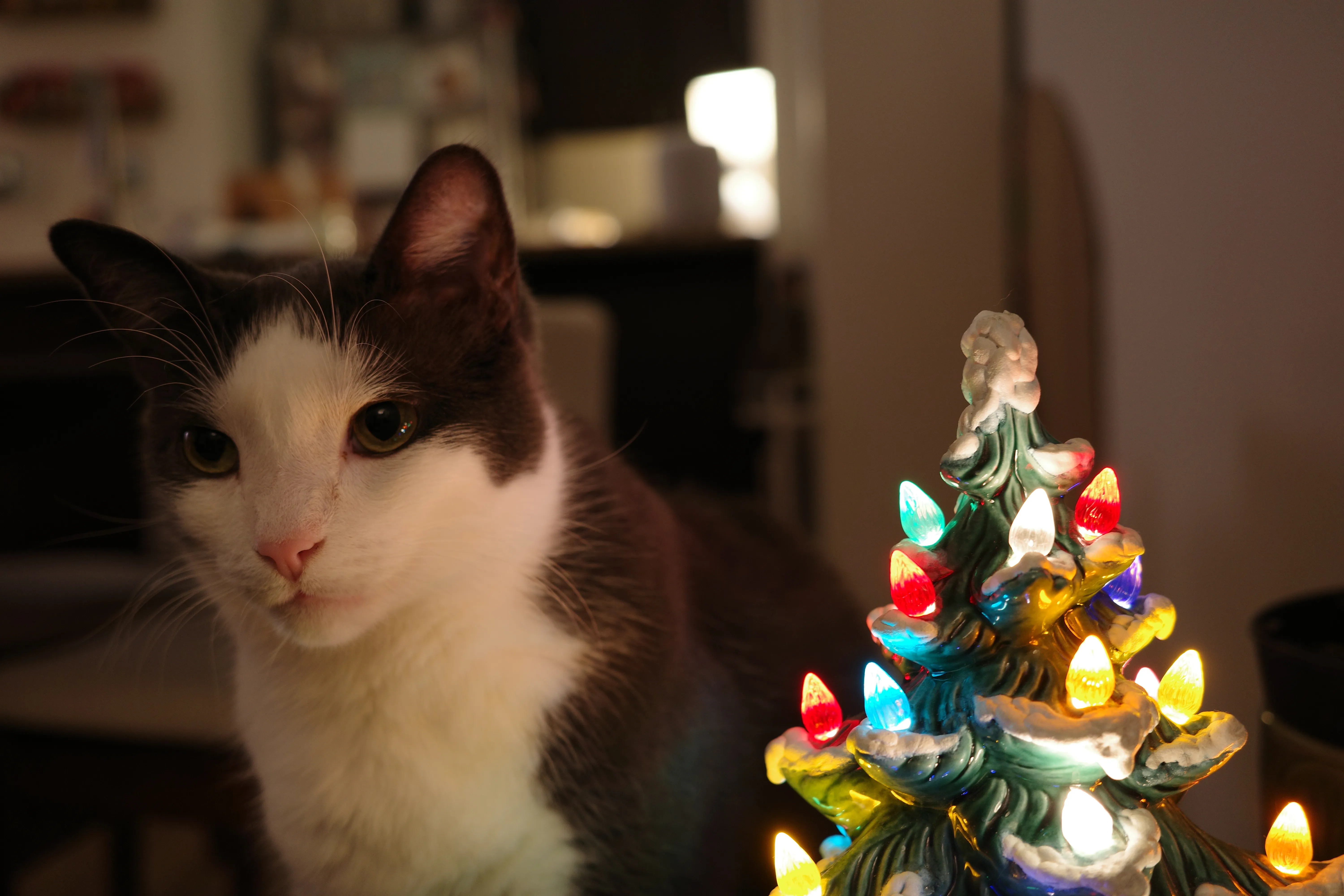 Photo of a cat next to a porcelain Christmas tree