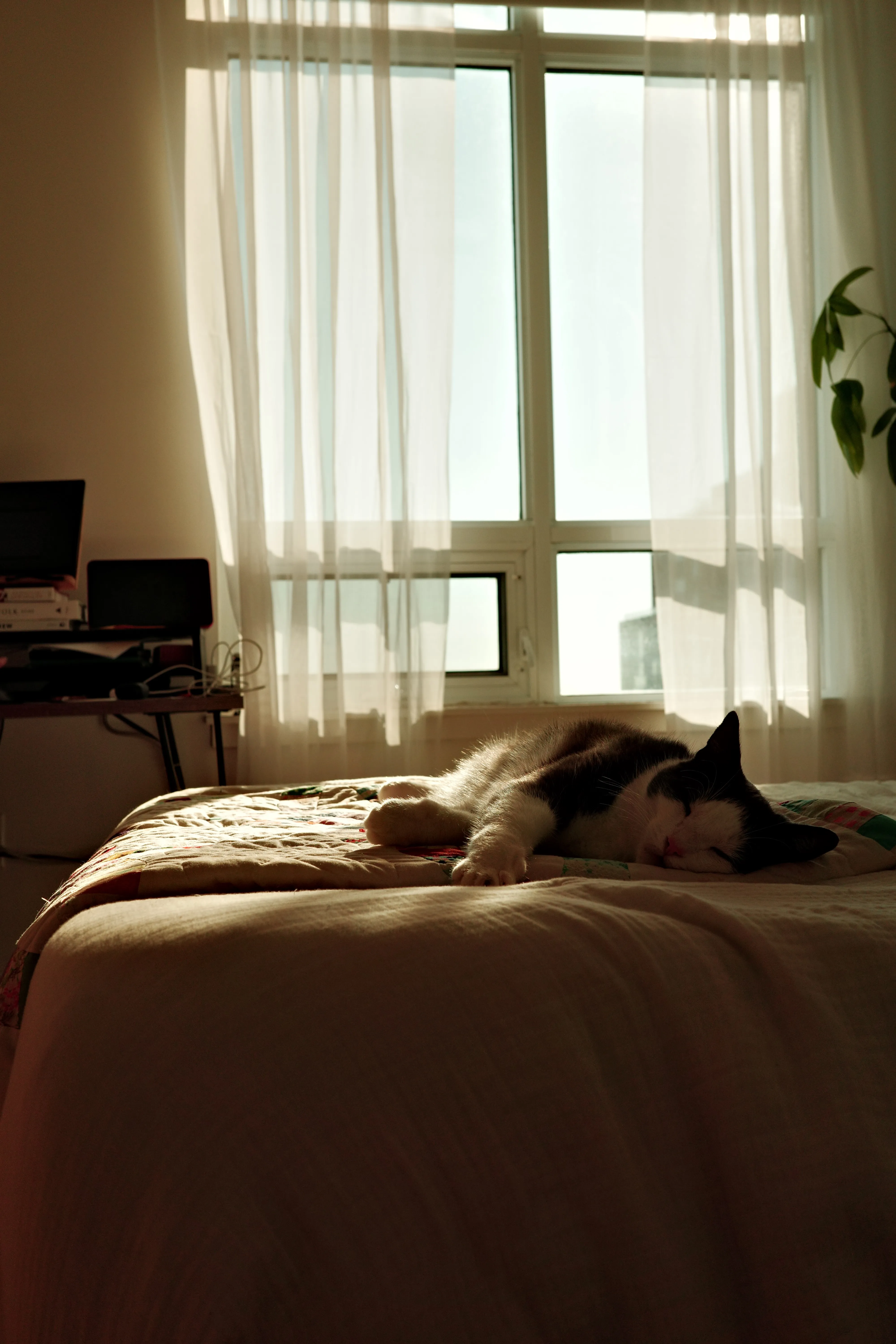 Photo of a cat sleeping on a bed
